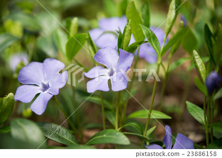 periwinkle flowers 23886158