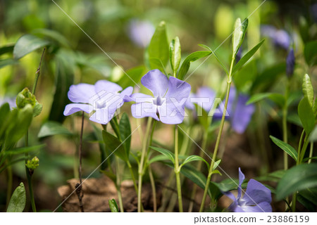periwinkle flowers 23886159