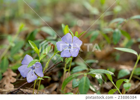 periwinkle flower after the rain growing periwinkle flower after the rain growing 23886384