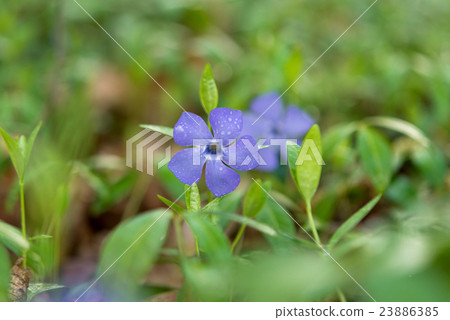 periwinkle flower after the rain growing 23886385
