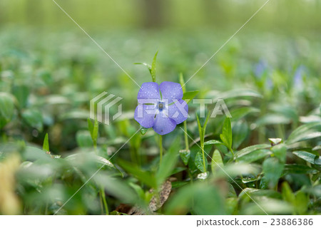 periwinkle flower after the rain growing 23886386