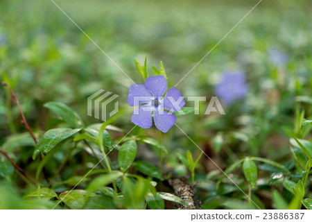 periwinkle flower after the rain growing 23886387