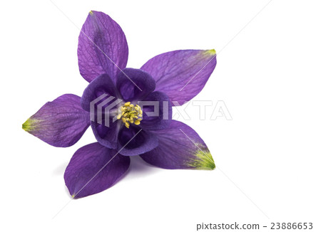 Aquilegia flower isolated Aquilegia flower isolated 23886653