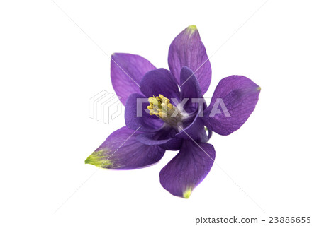 Aquilegia flower isolated 23886655
