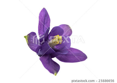 Aquilegia flower isolated 23886656