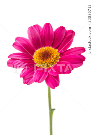 pink daisy 23886712