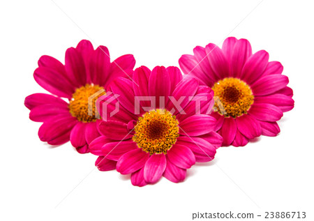 pink daisy 23886713