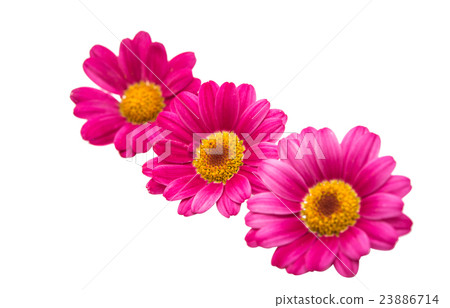 pink daisy pink daisy 23886714