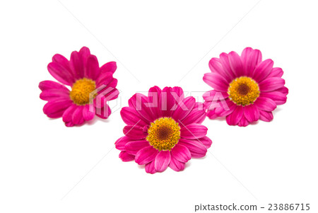 pink daisy pink daisy 23886715