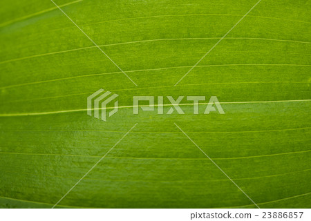 green leaf texture close up 23886857