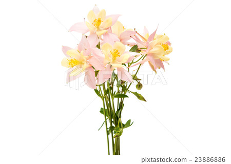 Aquilegia flower isolated Aquilegia flower isolated 23886886