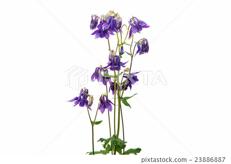 Aquilegia flower isolated 23886887