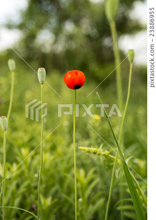 Poppy growing in the meadow Poppy growing in the meadow 23886955