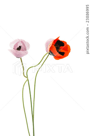 meadow poppy isolated meadow poppy isolated 23886995