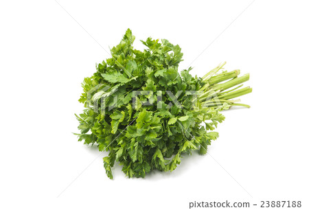 bunch of parsley isolated 23887188
