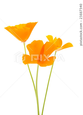 Eschscholzia californica flower 23887340