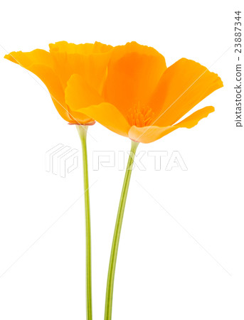 Eschscholzia californica flower 23887344