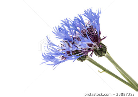 flower cornflower isolated 23887352