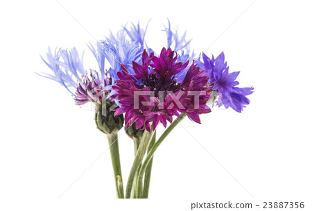 Flower of cornflower isolated Flower of cornflower isolated 23887356