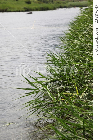 Seamen net fishing Seamen net fishing 23887647
