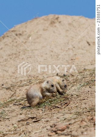 Two young black-tailed prairie marmot 23888751