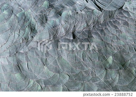 Extreme close-up of feathers of an marabu Extreme close-up of feathers of an marabu 23888752