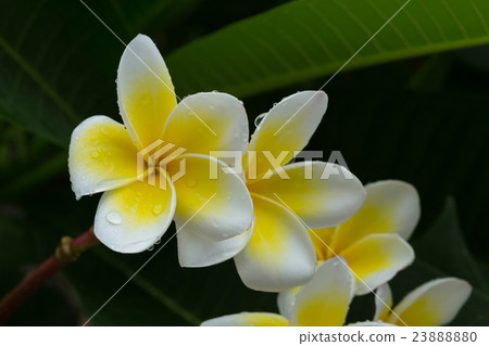 white frangipani plumeria tropical flower white frangipani plumeria tropical flower 23888880