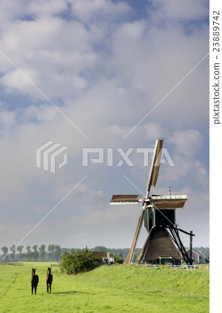 Horses in front of a windmill Horses in front of a windmill 23889742