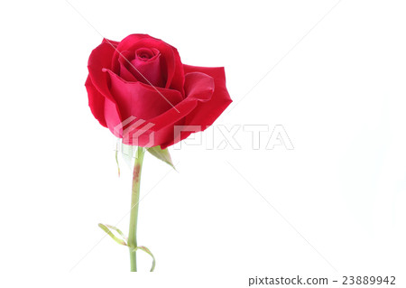 red rose flower isolated on white background red rose flower isolated on white background 23889942