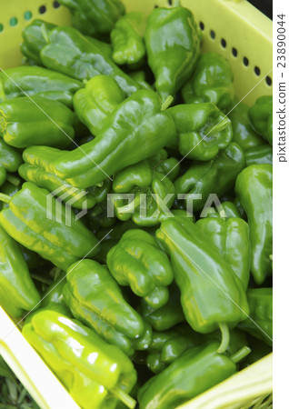 收穫的辣椒 23890044