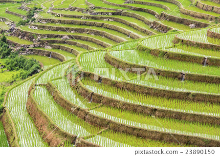 Rice paddy in Mu Cang Chai 23890150