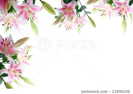 lily flowers composition frame 23890208