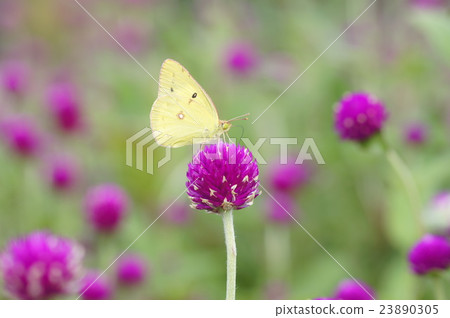 雷和蝴蝶 雷和蝴蝶 23890305