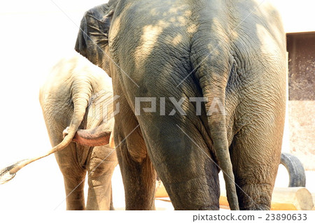 elephant elephant 23890633