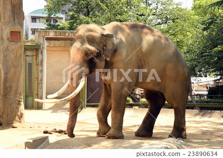 elephant  23890634