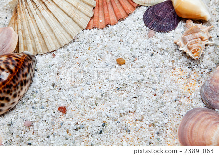 Sea shells with stones 23891063