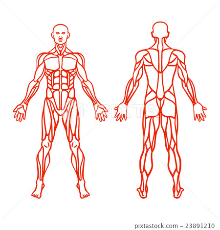 Anatomy of male muscular system, exercise and 23891210