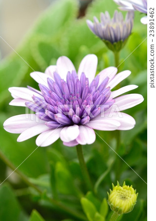Double osteospermum silver 23891462