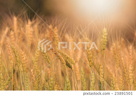 Bales in field,soft focus Bales in field,soft focus 23891501