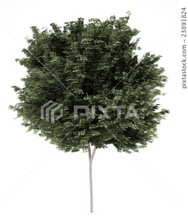 field maple tree isolated on white background field maple tree isolated on white background 23891824