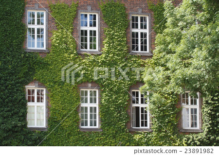 House in grapes at Krakow near Wawel Castle House in grapes at Krakow near Wawel Castle 23891982