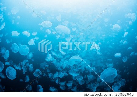 Horde of mites 23892046