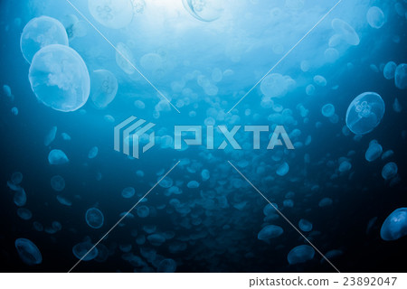 Horde of mites 23892047