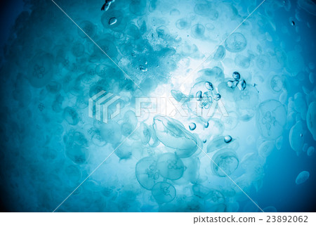 部落的蟎蟲 部落的蟎蟲 23892062