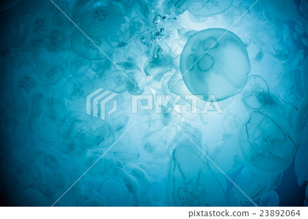 部落的蟎蟲 23892064