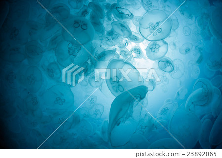 部落的蟎蟲 部落的蟎蟲 23892065