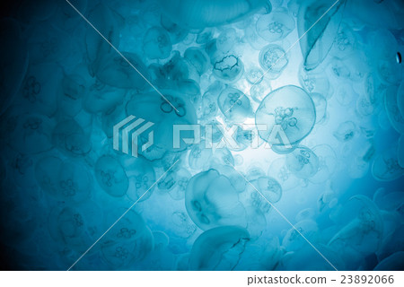 部落的蟎蟲 23892066