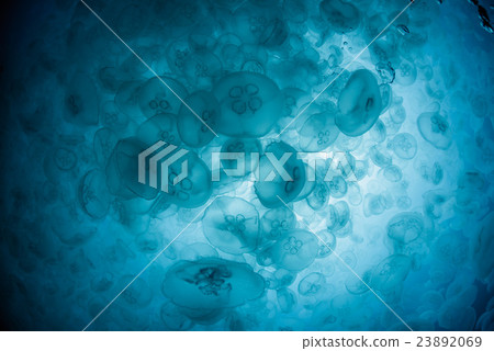 部落的蟎蟲 部落的蟎蟲 23892069