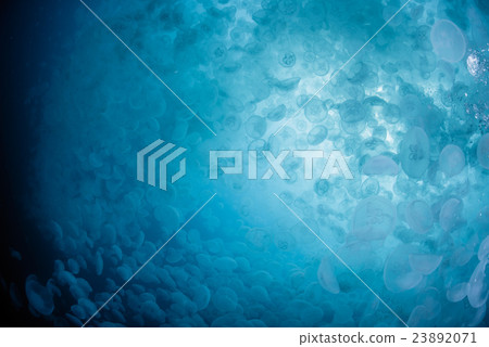 Horde of mites 23892071