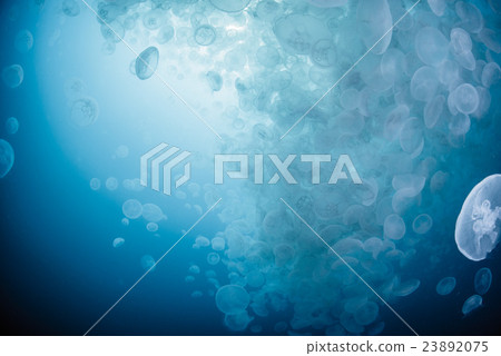 部落的蟎蟲 23892075